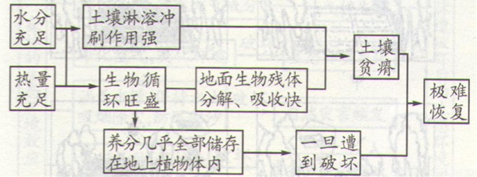 高考地理《雨林生態(tài)的脆弱性》考點(diǎn)圖片